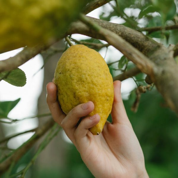 Juicy Fresh Lemon - Image 2