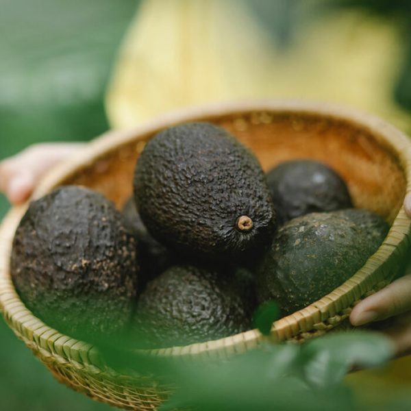 Exotic Cantaloupe - Image 3