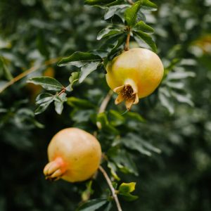 Yellow Pomegranate